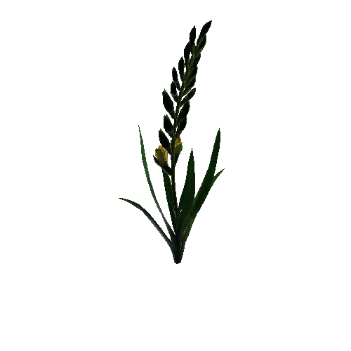 flower gladiolus5 1